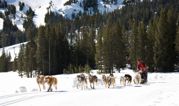 Mushing, un deporte de invierno en alza