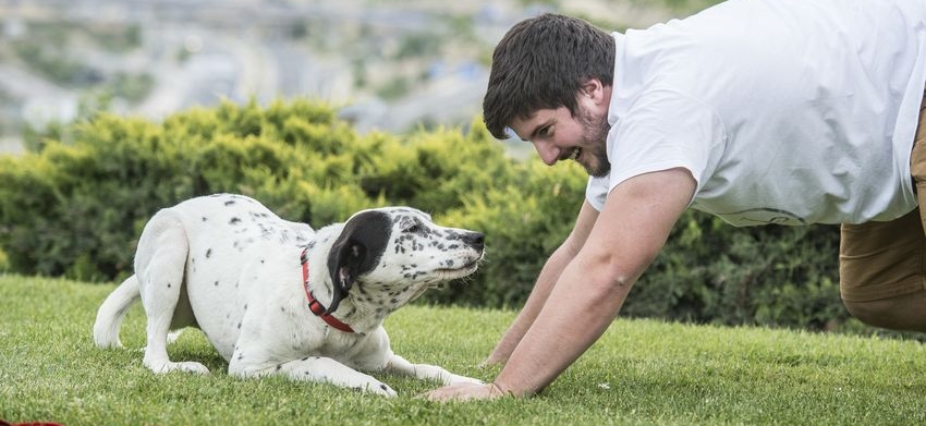 Mascotas: ¿Cuánto cuesta mantener un perro? ¿Y un gato?