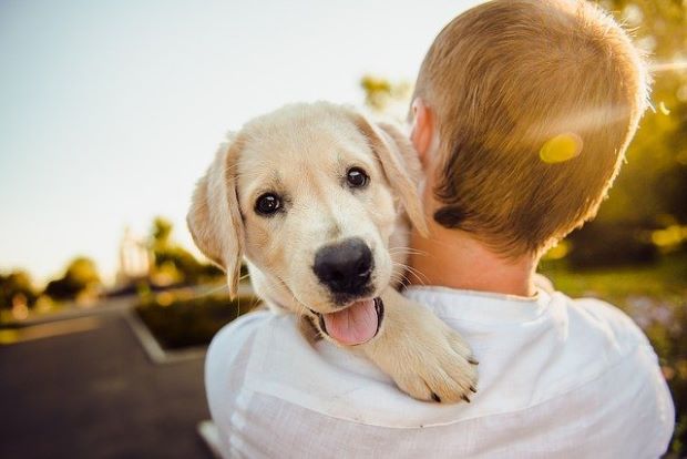 DNI animal obligatorio en 2022 contra el abandono de mascotas