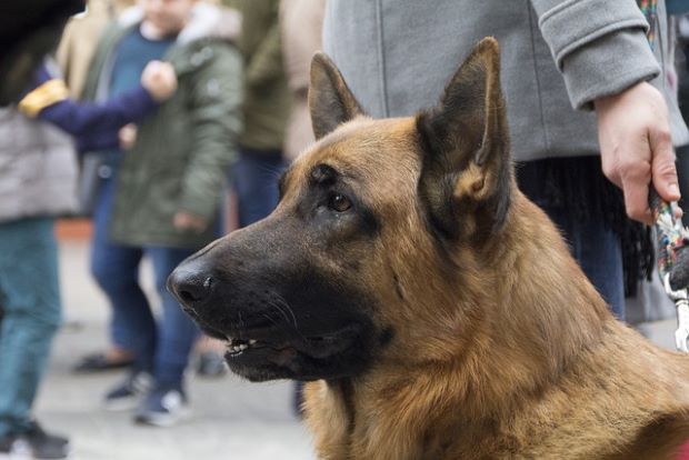 No tener al perro asegurado conllevará multa a partir de final de mes